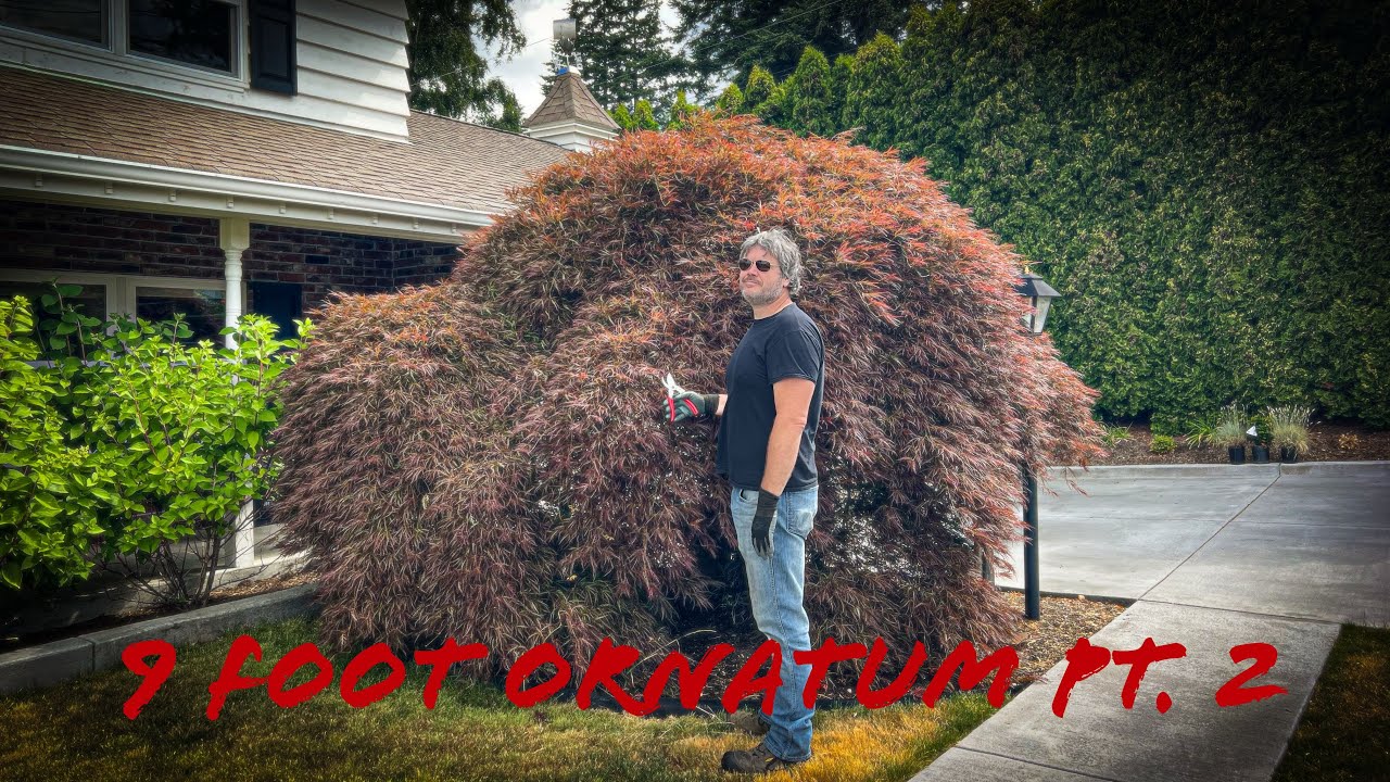 Pruning a 9 foot tall Acer palmatum dissectum ‘Ornatum’ - phase 2 - Before and After in Late June