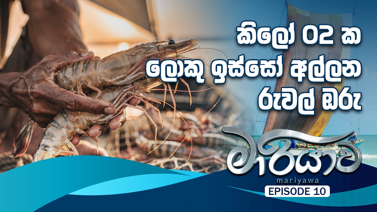 ධීවරයන්ට හයියක් වෙන හැමිල්ටන් ඇළ | Haritha TV | Mariyawa