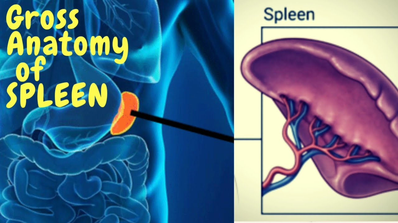 Anatomy of Spleen | Gross |External features | blood supply | clinical