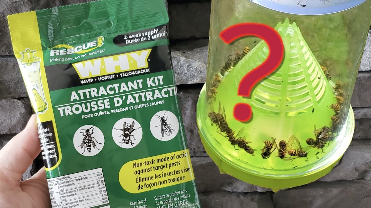 Reloading The W.H.Y wasp trap | How many Wasps did we catch