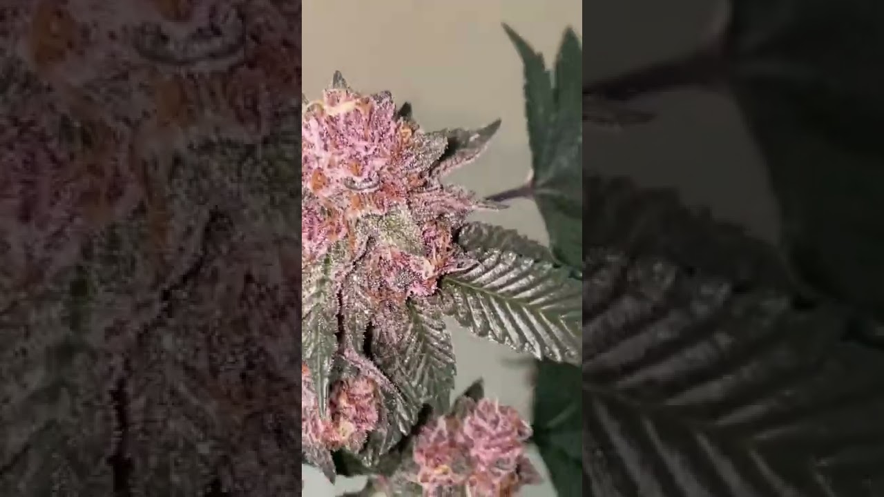 Strain:Tropicana Cherries bred by Relentless Genetics on day 58. Roots Organic soil.