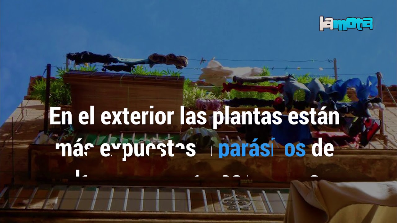 10 &uacute;tiles consejos para cultivar marihuana en balcones peque&ntilde;os