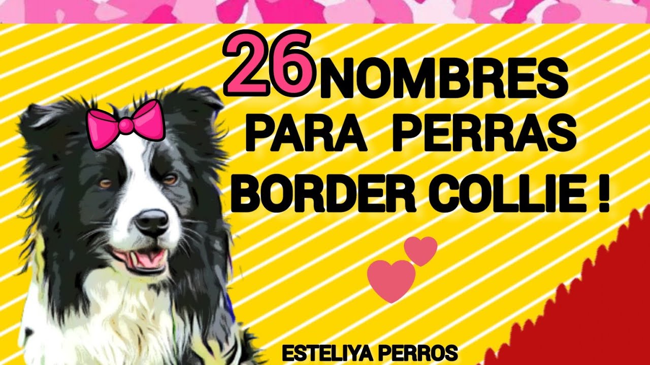 26 NOMBRES PARA PERRAS BORDER COLLIE! Super lindos!