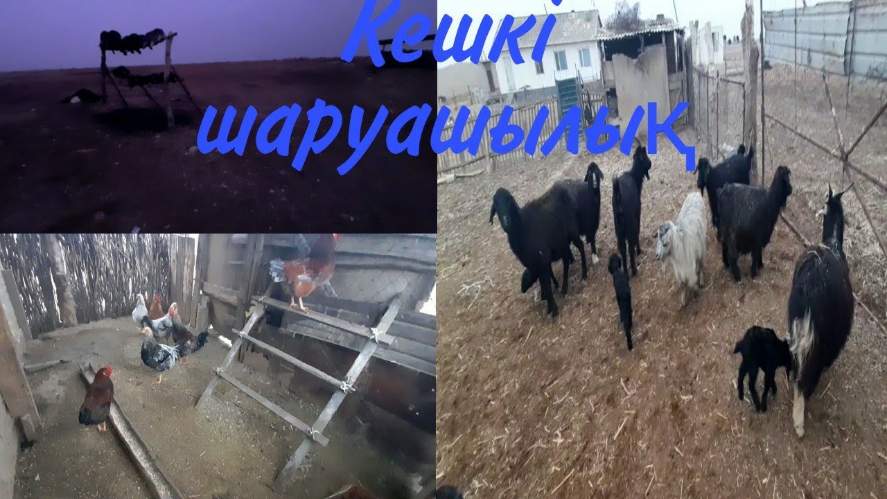 Шаруашылықтағы кешкі уақыт