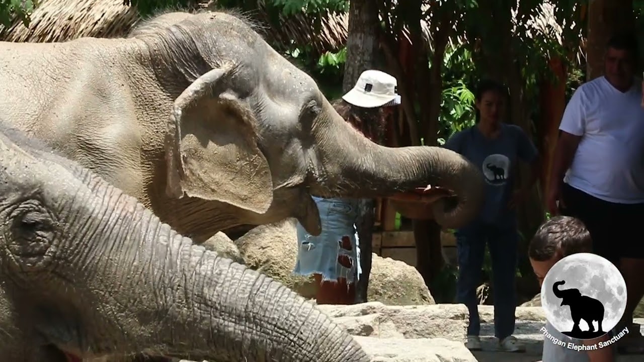 Phangan Elephant Sanctuary's video presentation