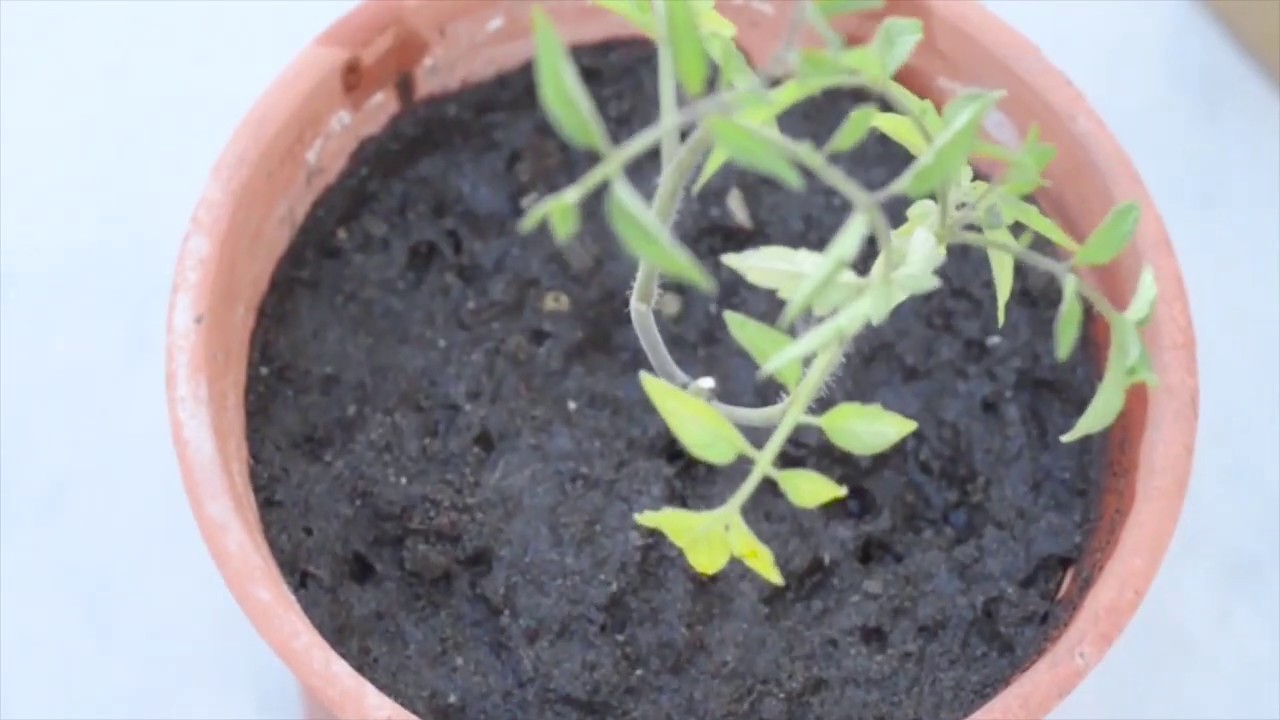 Fertilizante org&aacute;nico vs fertilizante qu&iacute;mico