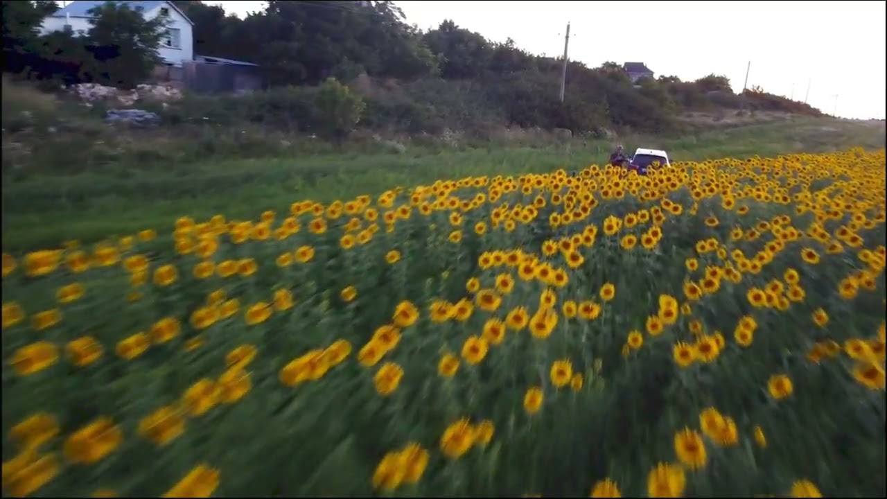 Поля подсолнухов на закате (Крым)