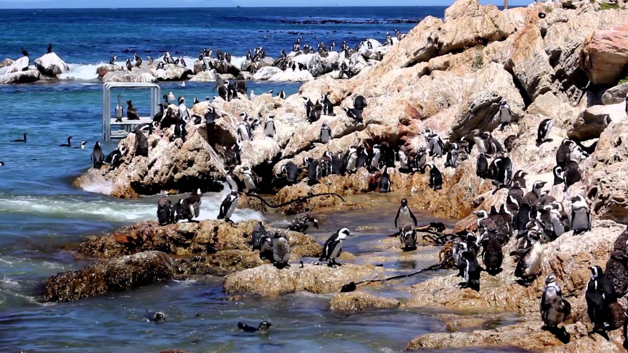 Saving endangered African penguins with SANCCOB