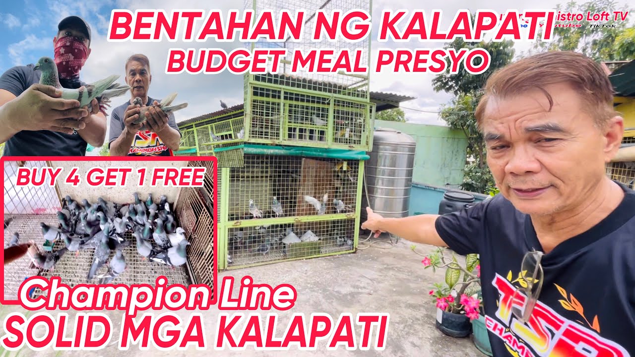 EP263 - BENTAHAN NG KALAPATI NI MENTOR QAULITY NA MURA PA