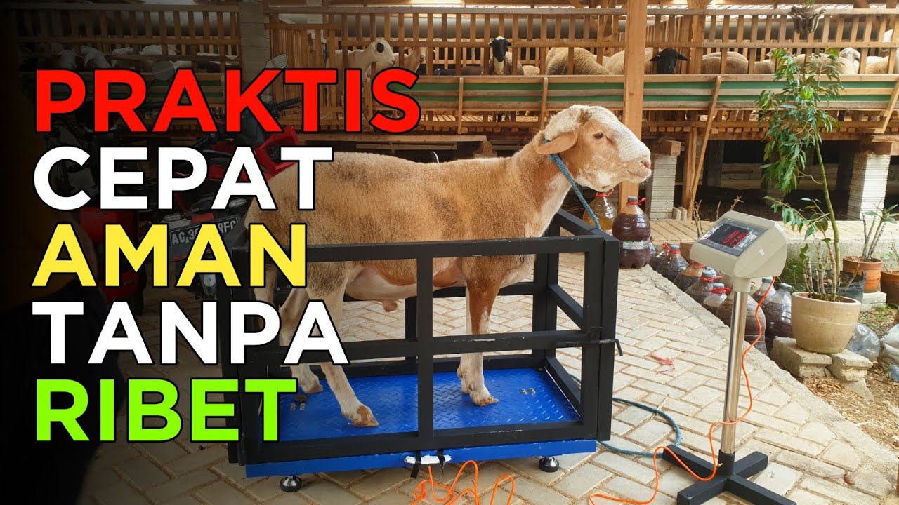 Timbangan domba,kambing digital praktis anti ribet‼️