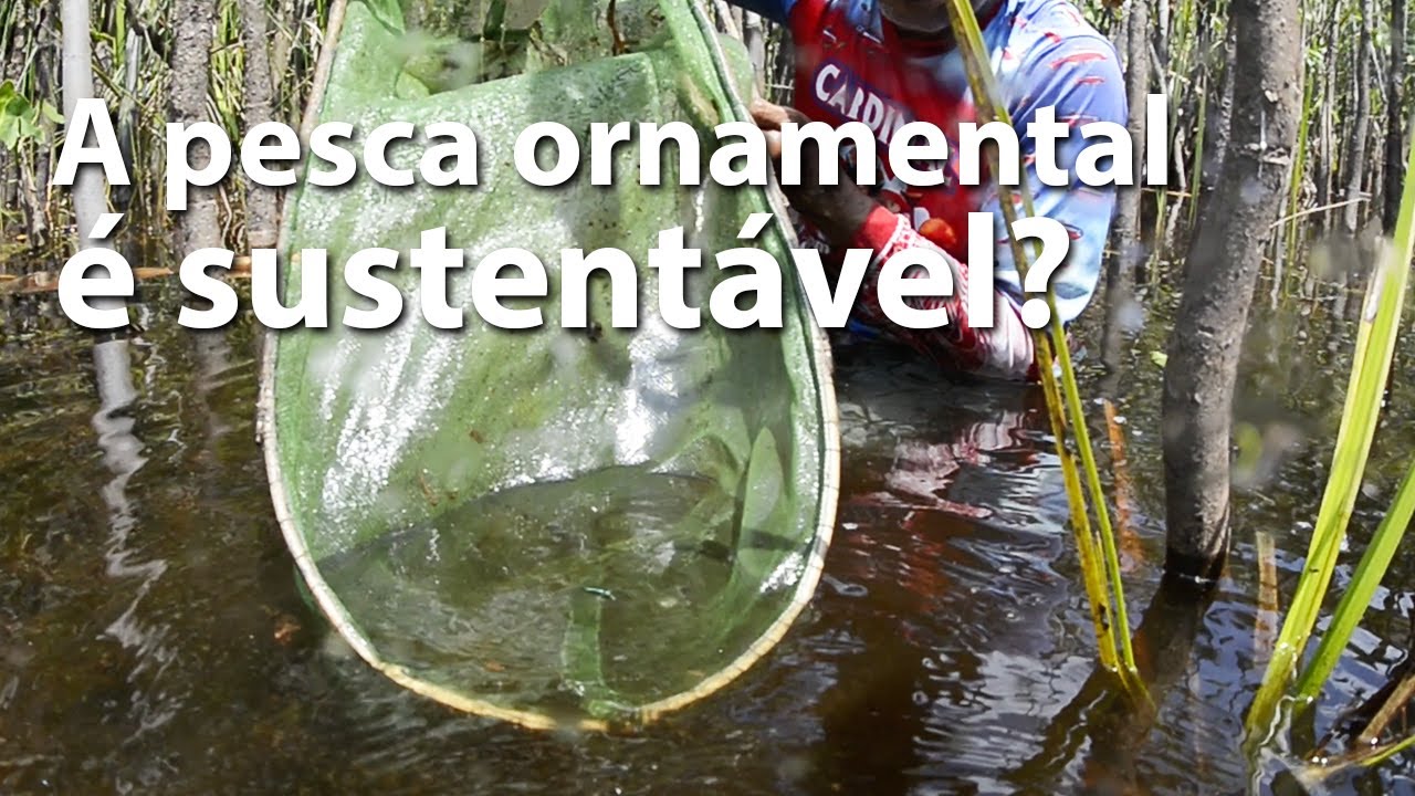 Pesca de peixe ornamental é sustentável? Parte 1: A visão do pescador.