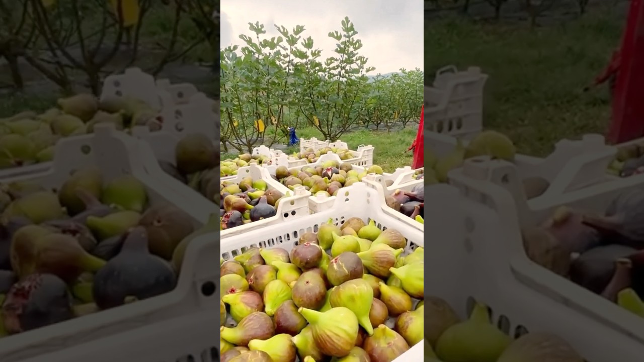 Fig Farming Full Video  #farming  @HappyFarm85