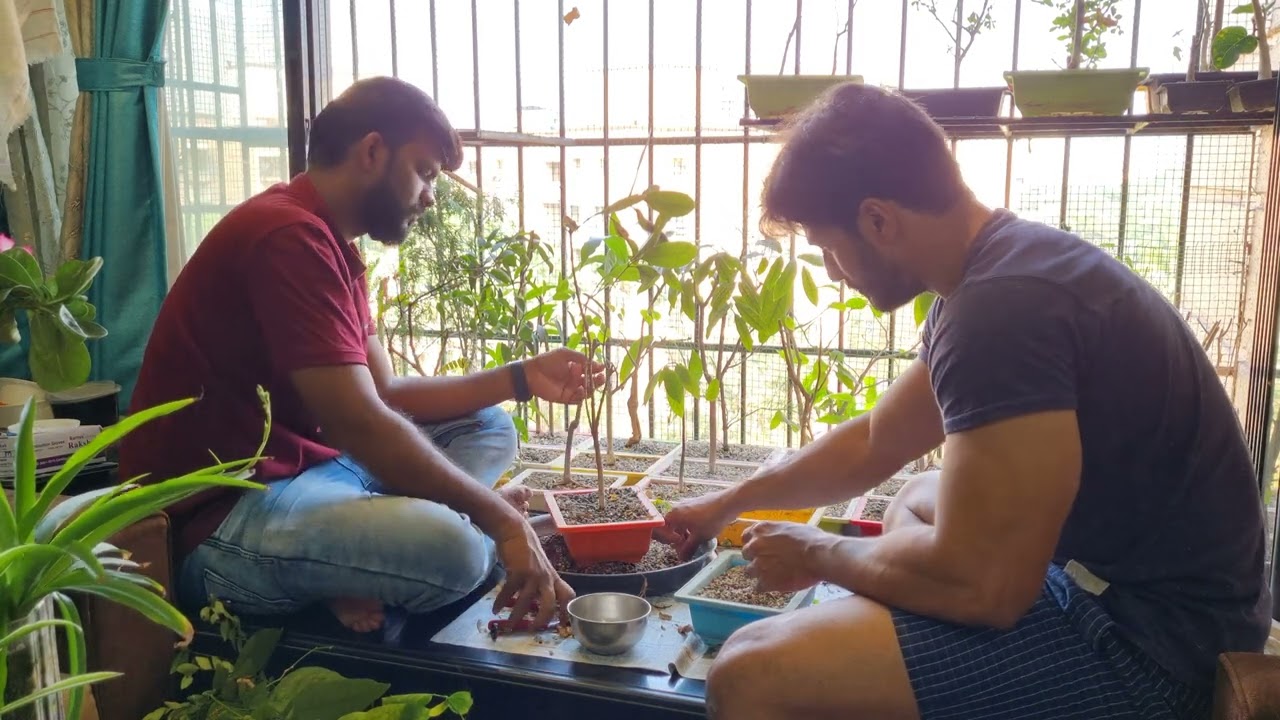 Bonsai Trees - Pruning With Ketan (2025) - Volume 4