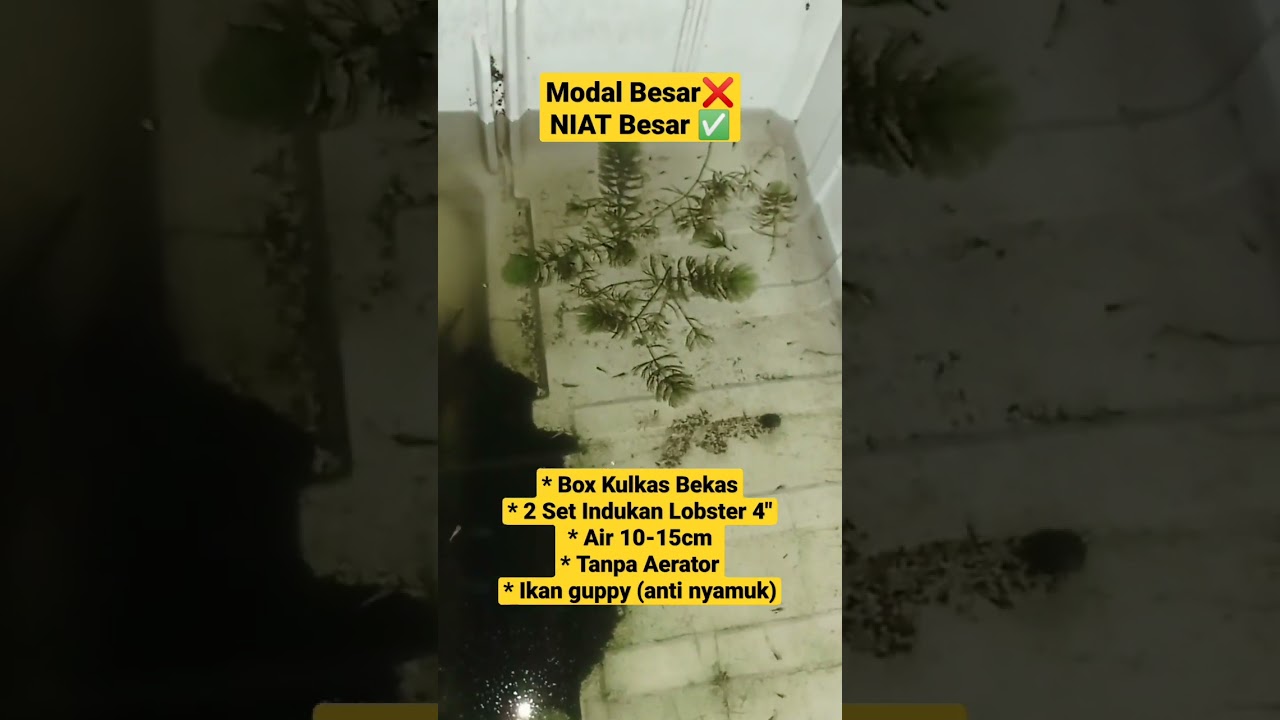 Ternak Lobster Di Samping Rumah ✅ Budidaya Lobster Air Tawar Pemula🦞🦞