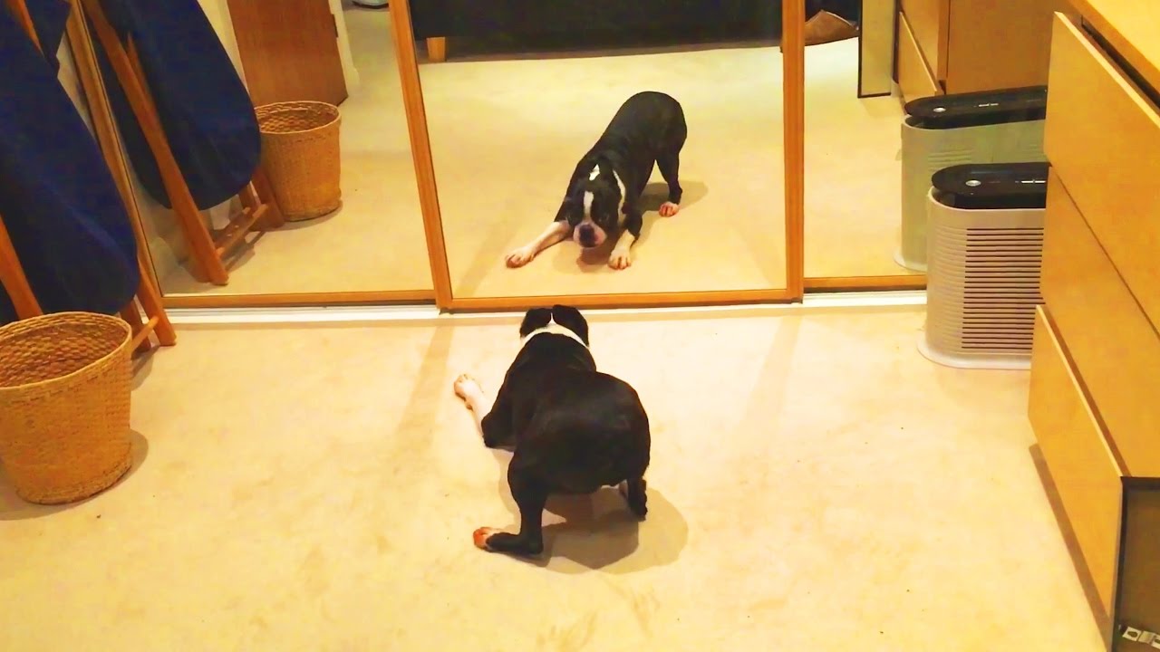 DOGS VS MIRRORS 🐶 🖼  Dogs REACTION in Front of MIRROR [Funny Pets]