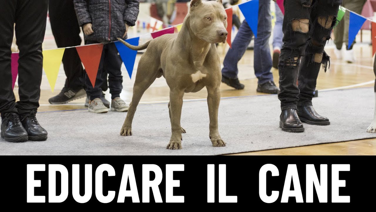 LEZIONE 6: Come avere un Cane Educato!
