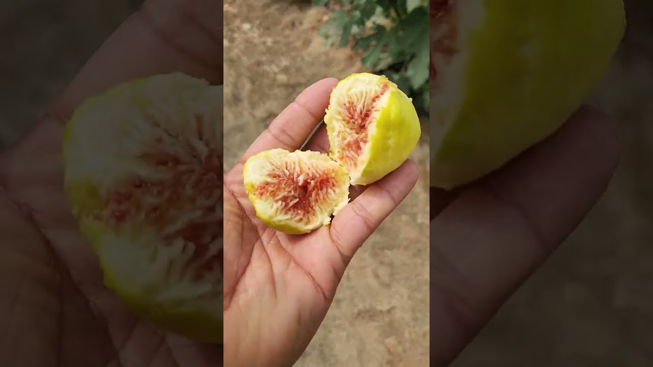 وقت زراعة التين الى القطف تين سوري جاسم والعنايه به