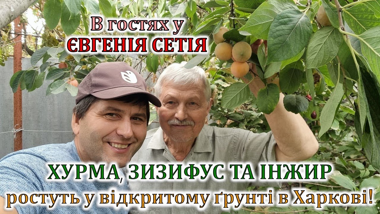 Хурма, зизифус та інжир ростуть у відкритому грунті в Харкові! В гостях у Євгенія Сетія