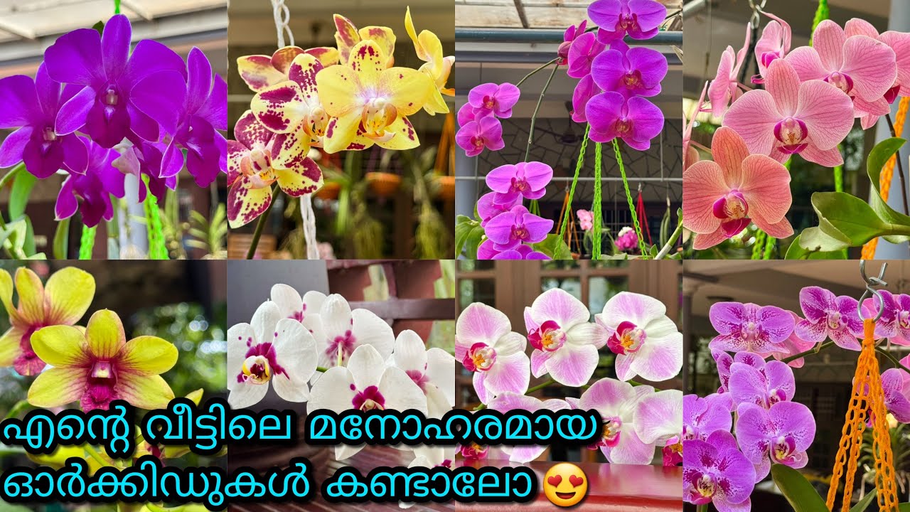 എന്റെ വീട്ടിലെ മനോഹരമായ ഓർക്കിഡുകൾ കണ്ടാലോ || My Orchid Garden || Orchid Garden Tour || Orchid Care