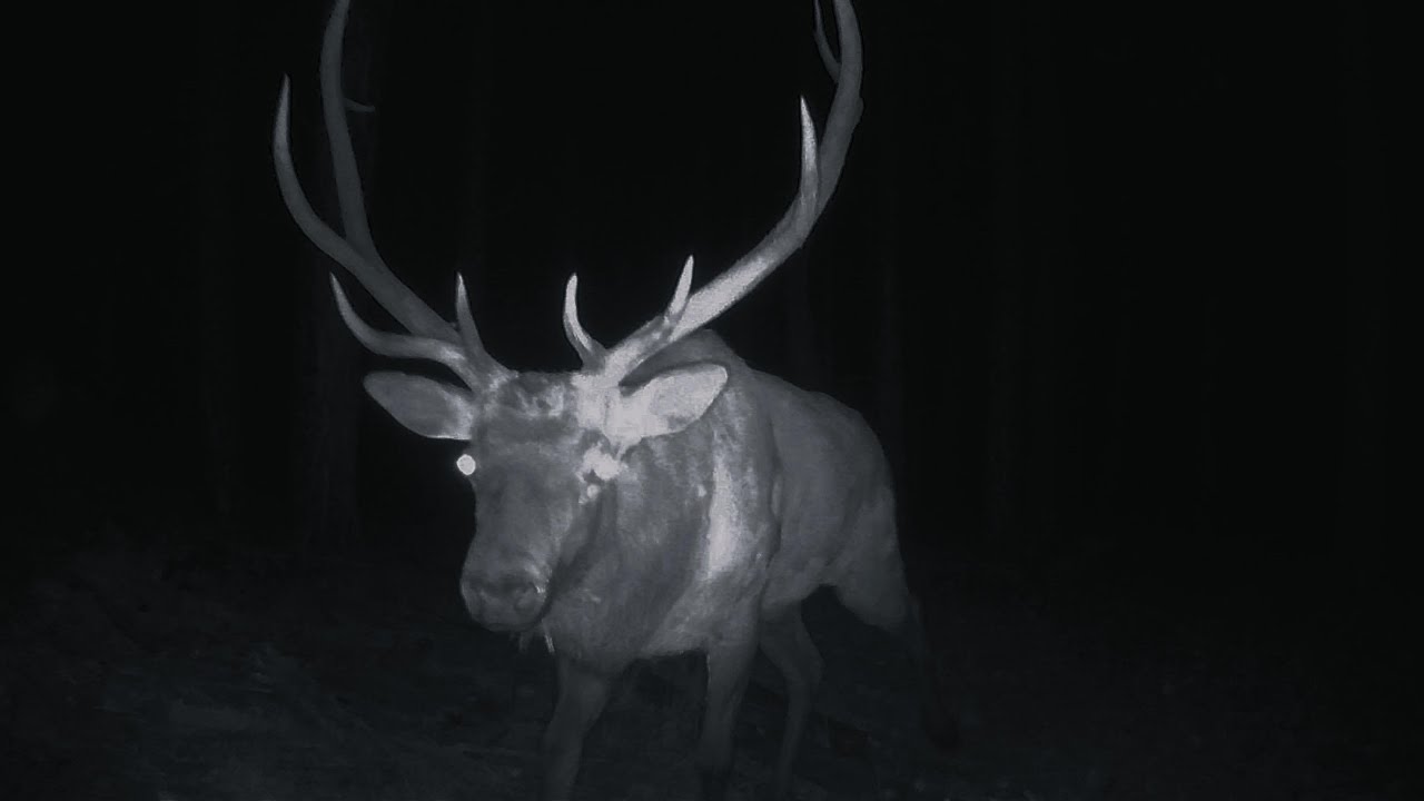 Ghosts of the Timber | Elk and Deer Caught on the Trail
