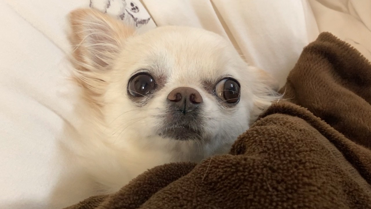 朝起こしに行ったらまだ寝たいと大きな瞳で訴えてくる箱入り娘チワワ