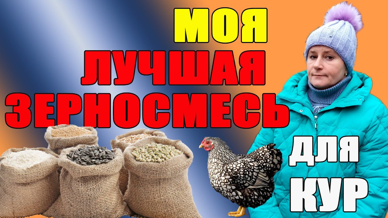 Моя лучшая зерносмесь для кур.