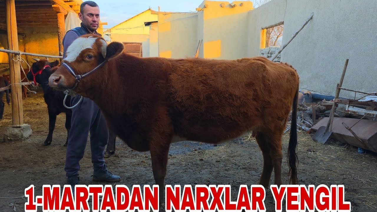 1 CHI MARTA BU JIYDAN LAZIZ AKADAN 6 BO'G'OZ 6 PATSOS BUQALAR 10-fevral, 2026