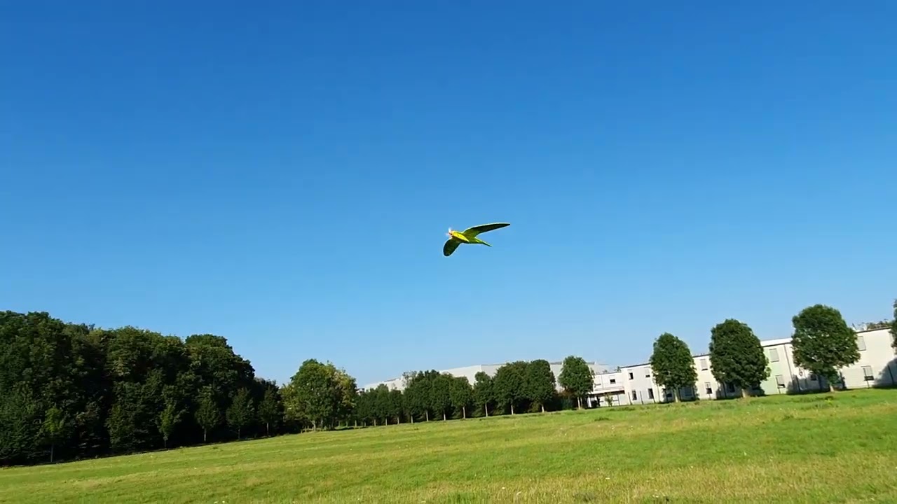 Gr&uuml;ne Papageien in K&ouml;ln - green parrots rc