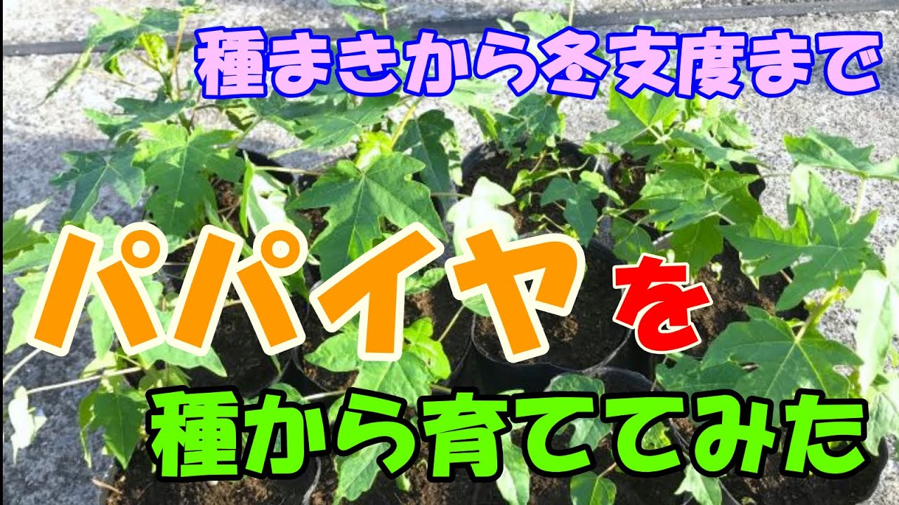 パパイヤを種から育ててみた