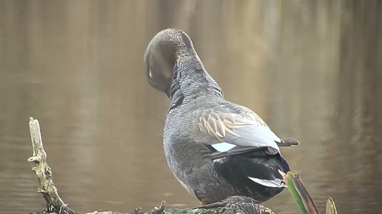 Filmpje 1 krakeend  Het Goorken Arendonk. Maandag 9 /02/2026 #andrenuyens #digiscoping #hetgoorken 