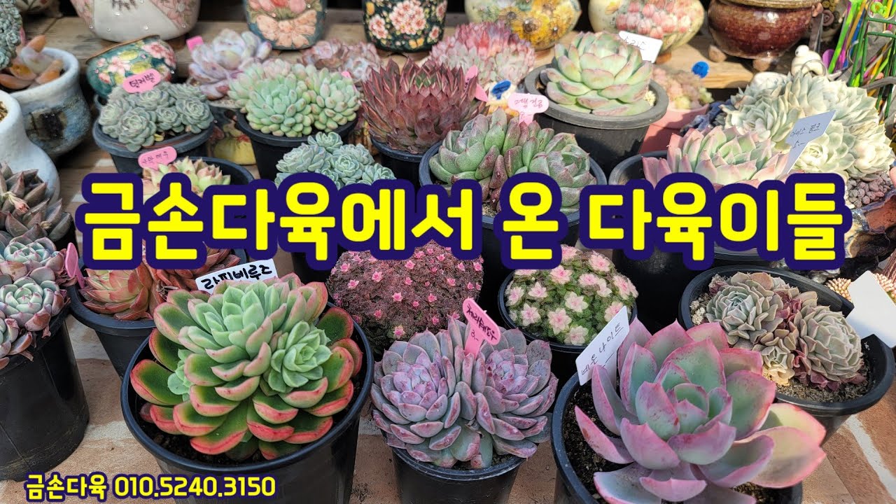 가성비 비교불가 다육이들, 금손다육에서 왔어요 ~ 💕 잔짜 이렇게 착할 수가 ~ 금손다육 010.5240.3150 #다육이 #다육식물 #초보다육맘