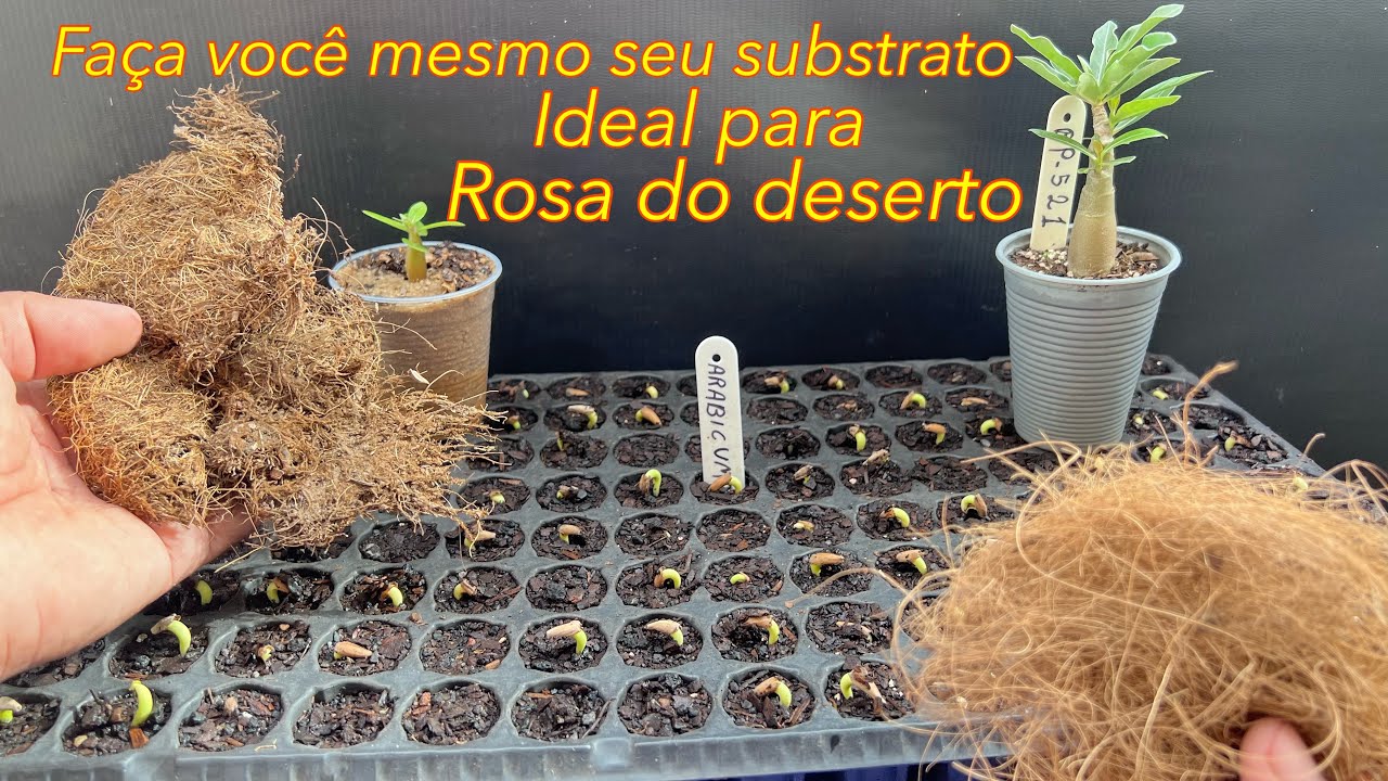 Como fazer substrato bom e de graça para rosa do deserto e para plantar sementes