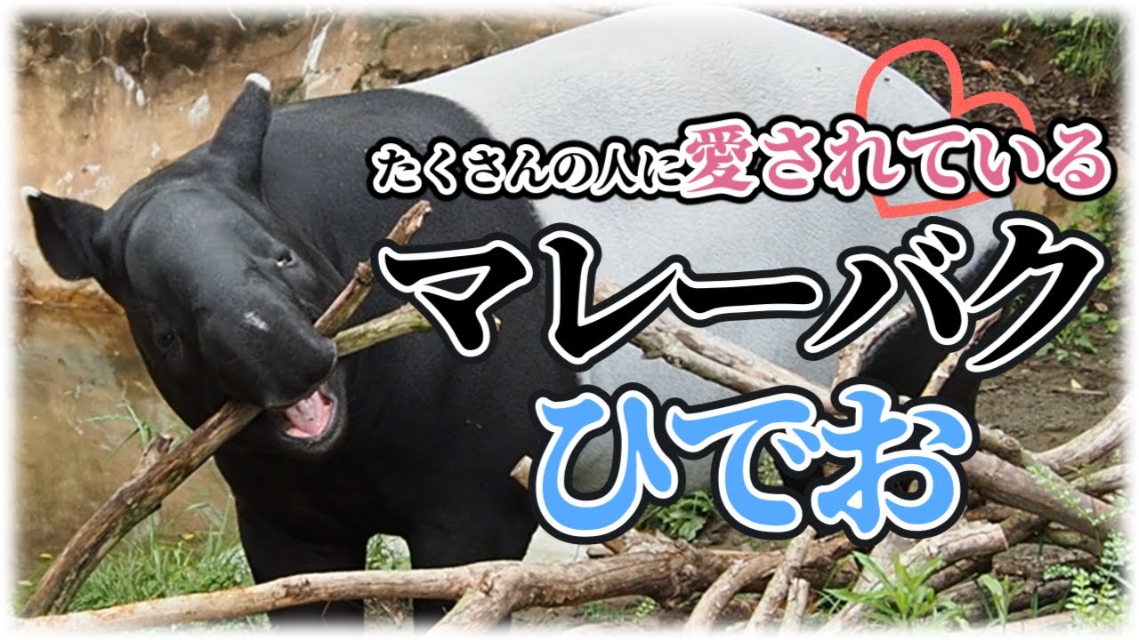 #2 台湾へ旅立つはずだった…「ひでお君」会える最後の日(午後のまったり時間編)【神奈川県：よこはま動物園ズーラシア】