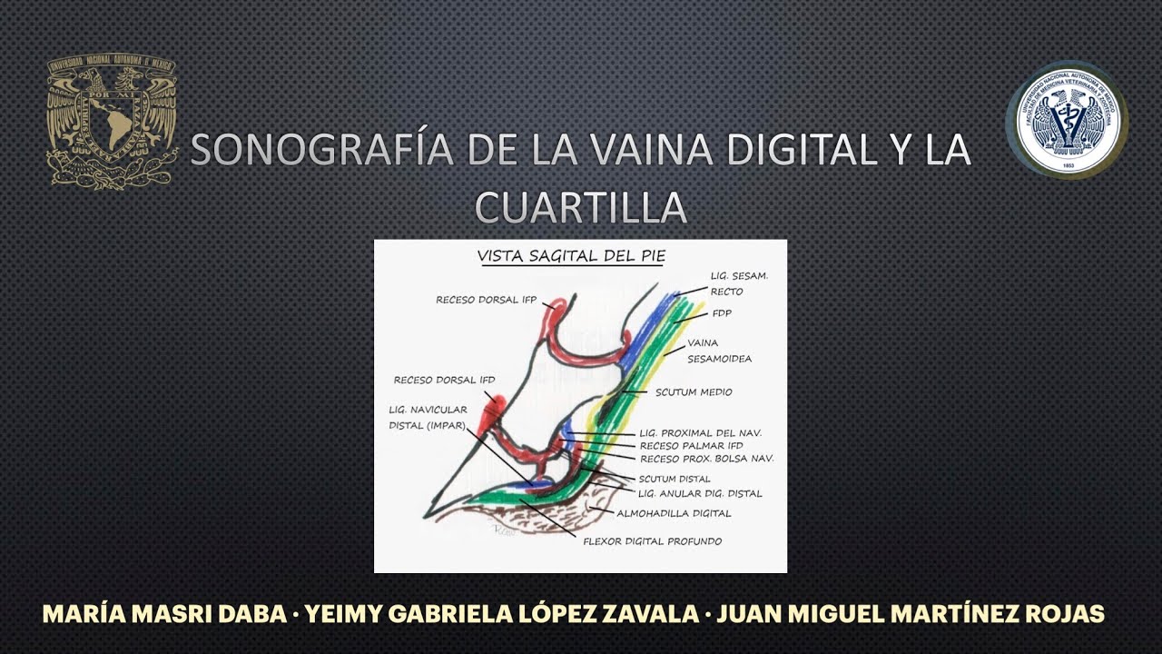 2 SONOGRAFÍA DE LA VAINA DIGITAL Y LA CUARTILLA EQUINA