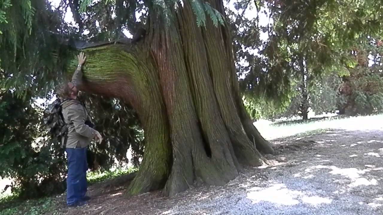 Orja&scaron;ki klek (Thuja plicata), Botanični vrt Maribor, Slovenija