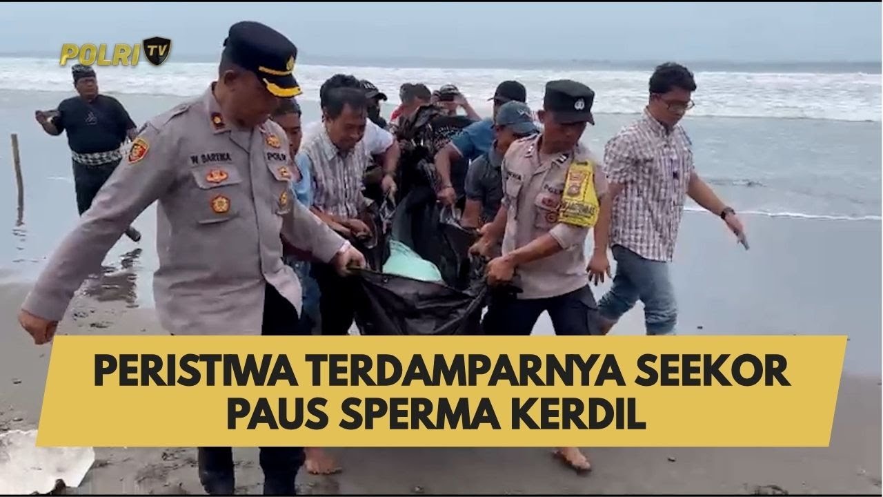 PERISTIWA TERDAMPARNYA SEEKOR PAUS SPERMA KERDIL