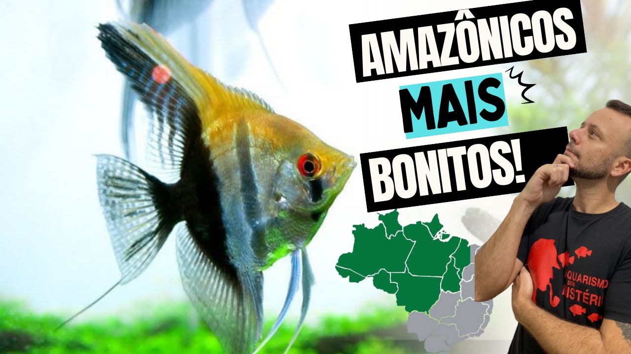 MEUS AMAZ&Ocirc;NICOS PREFERIDOS!