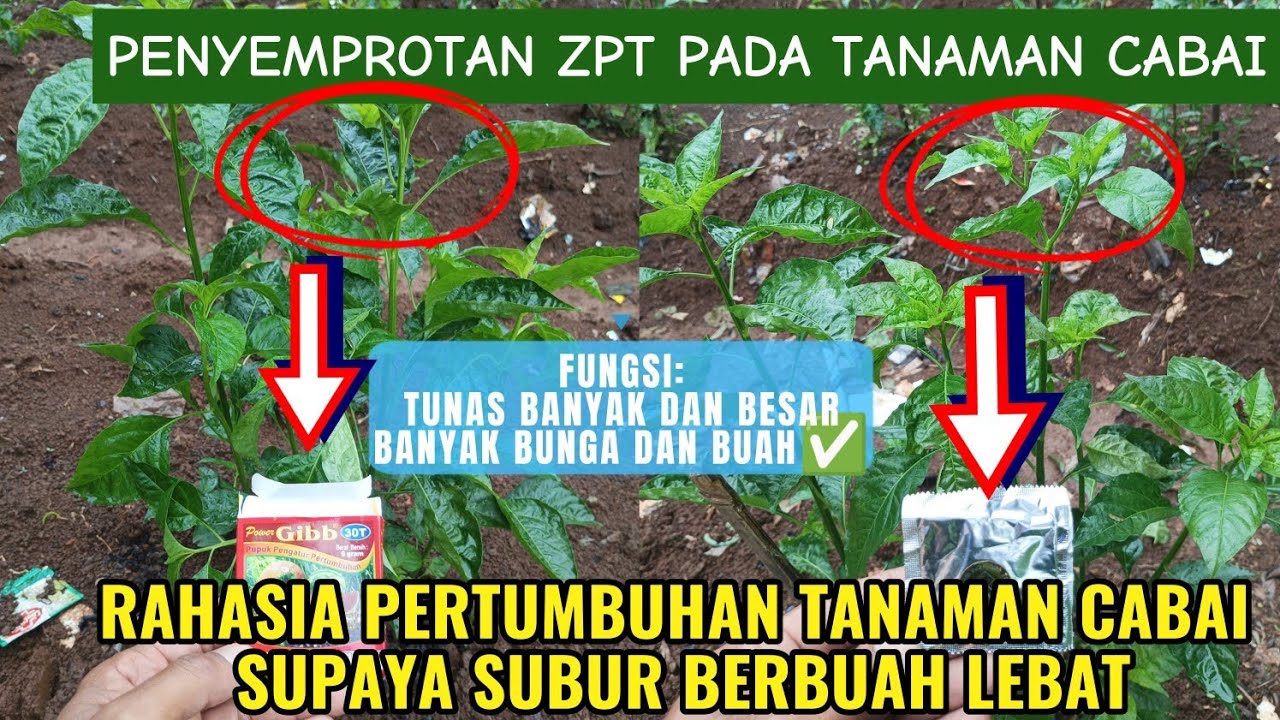 RAHASIA PUPUK SUPAYA TANAMAN CABAI SUBUR‼️BERIKAN ZPT SUPAYA LEBAT TUNAS DAN BUAH #rahasia #cabai 
