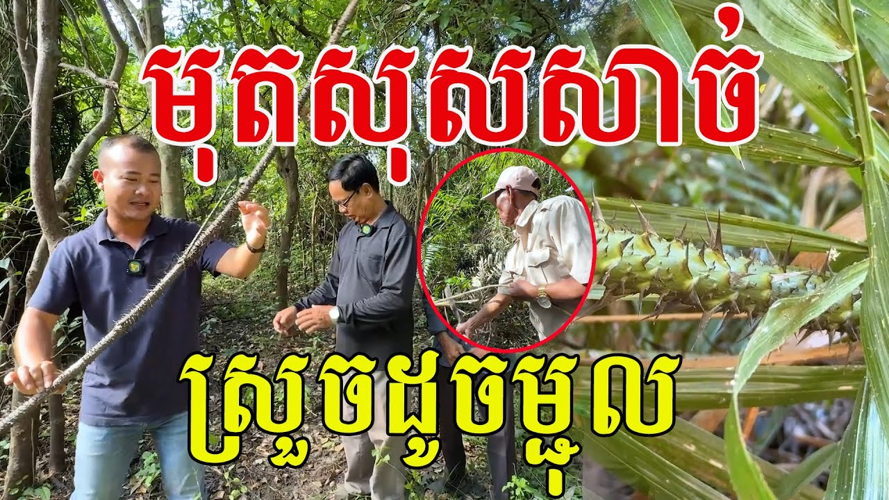 សុសសាច់ ស្រួចដូចម្ជុល ទម្រាំបានមួយដើមៗមិនស្រួលទេ
