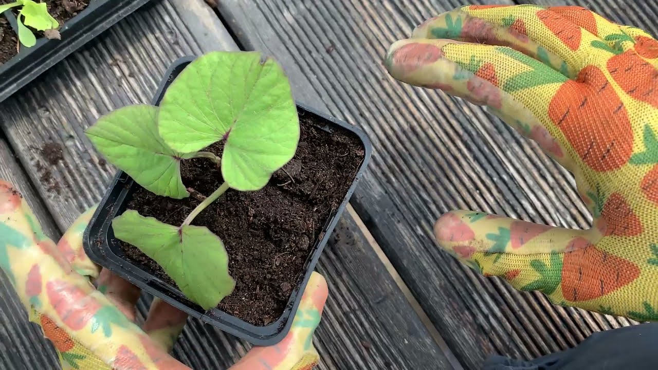 Uprawa batata. Wysadzamy por. Wysadzamy kapustę.