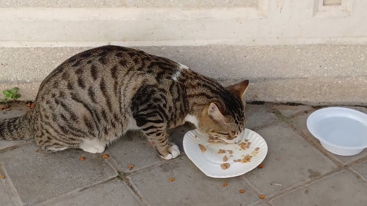 25-    #cat #قطط_الشوارع #streetcat