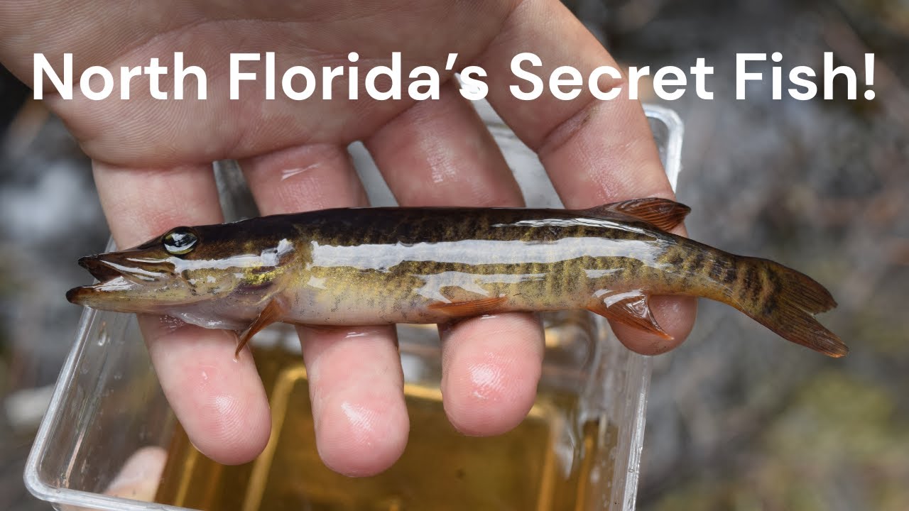 Microfishing for Fish You Didn’t Know Existed - Part 1 (Florida’s Hidden Species)