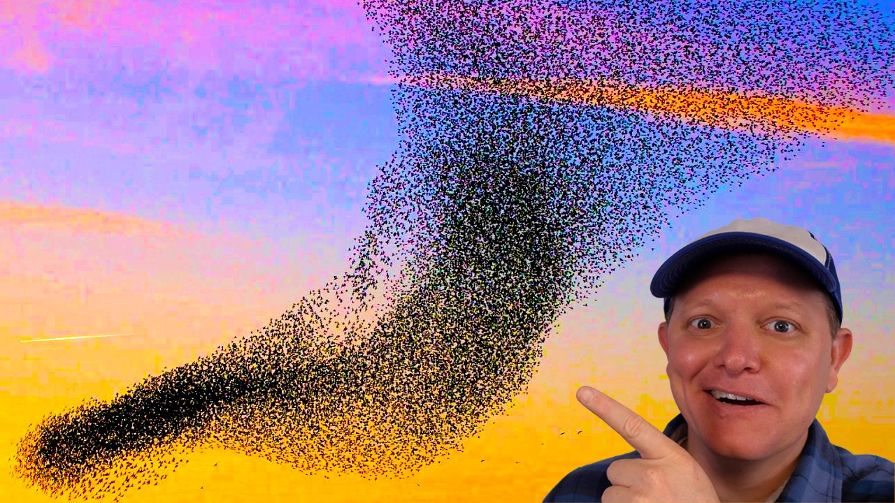 I Didn't know Birds use Math in Murmurations! - Smarter Every Day 234
