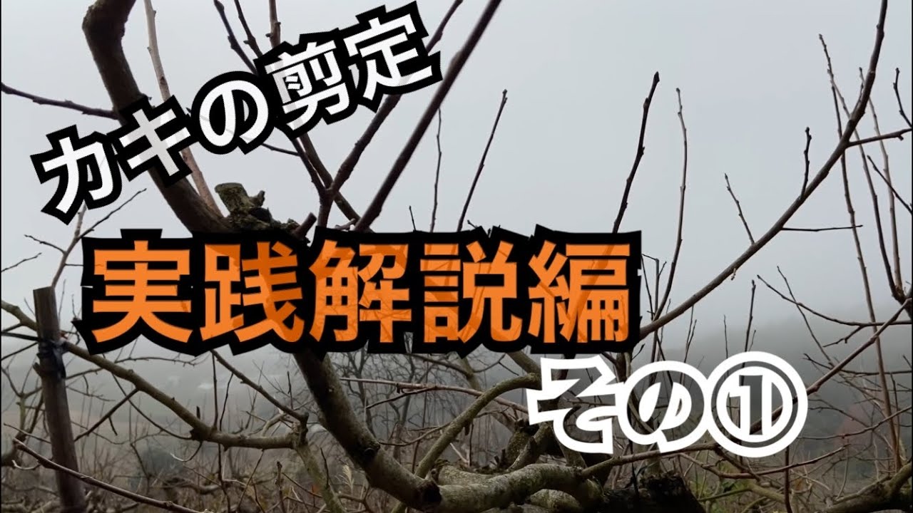 柿の木の剪定#13 実践解説編その①基本編