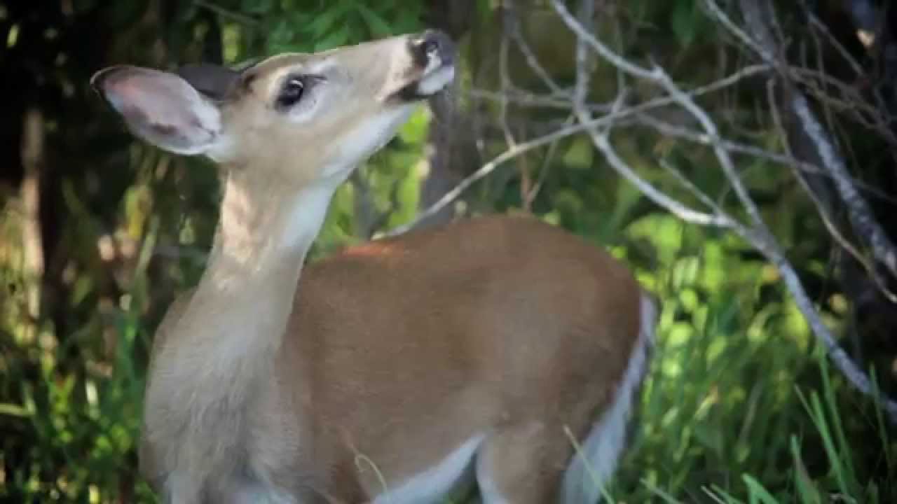 Key Deer - Costa Cool Place & Moment | Sportsman's Adventures 2015 - Season 21, Episode 3