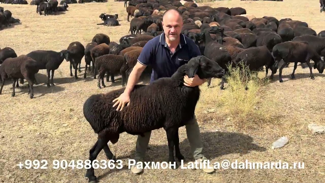 Гиссарские овцы и аборигенные саги дахмарда из отары Ходжи Джалола в Шохамбари 