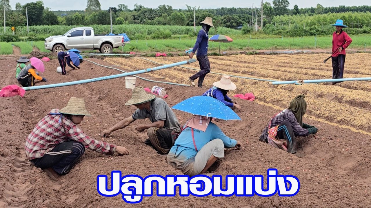 ปลูกหอมแบ่ง ต้องเลือกพันธุ์ให้ถูกต้องตามฤดูกาล