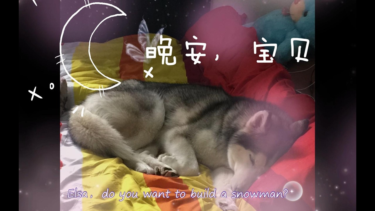 奥萨，请在汪星自由奔跑吧