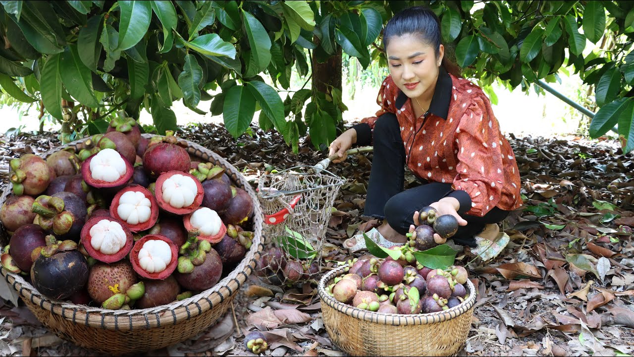 Harvest Mangosteen from grandmother back yard / Yummy mangosteen / Cooking with Sreypov