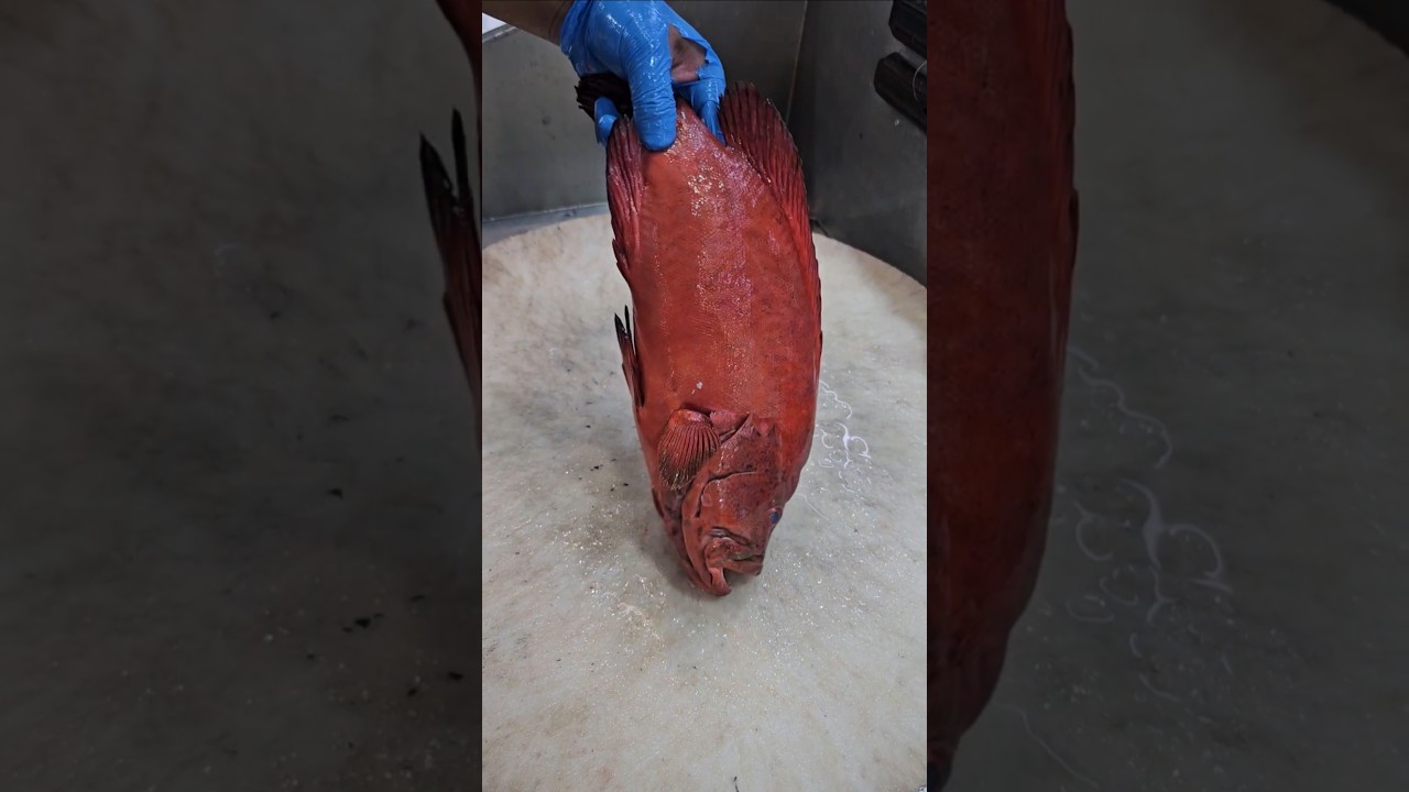 Red Grouper Fish Clening Desi Style#shorts